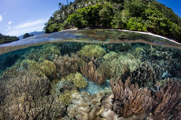 © Raja Ampat